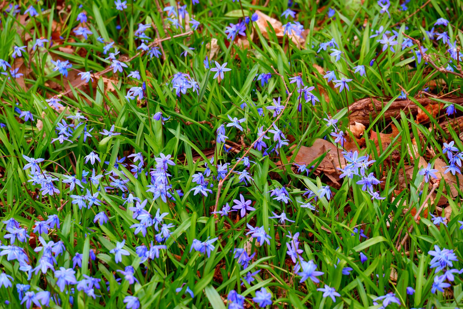 Fujifilm X-A5 sample photo. Nature, spring, blue photography