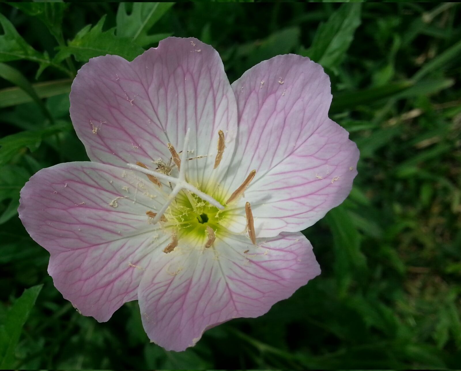 Samsung Galaxy S3 sample photo. Pink photography