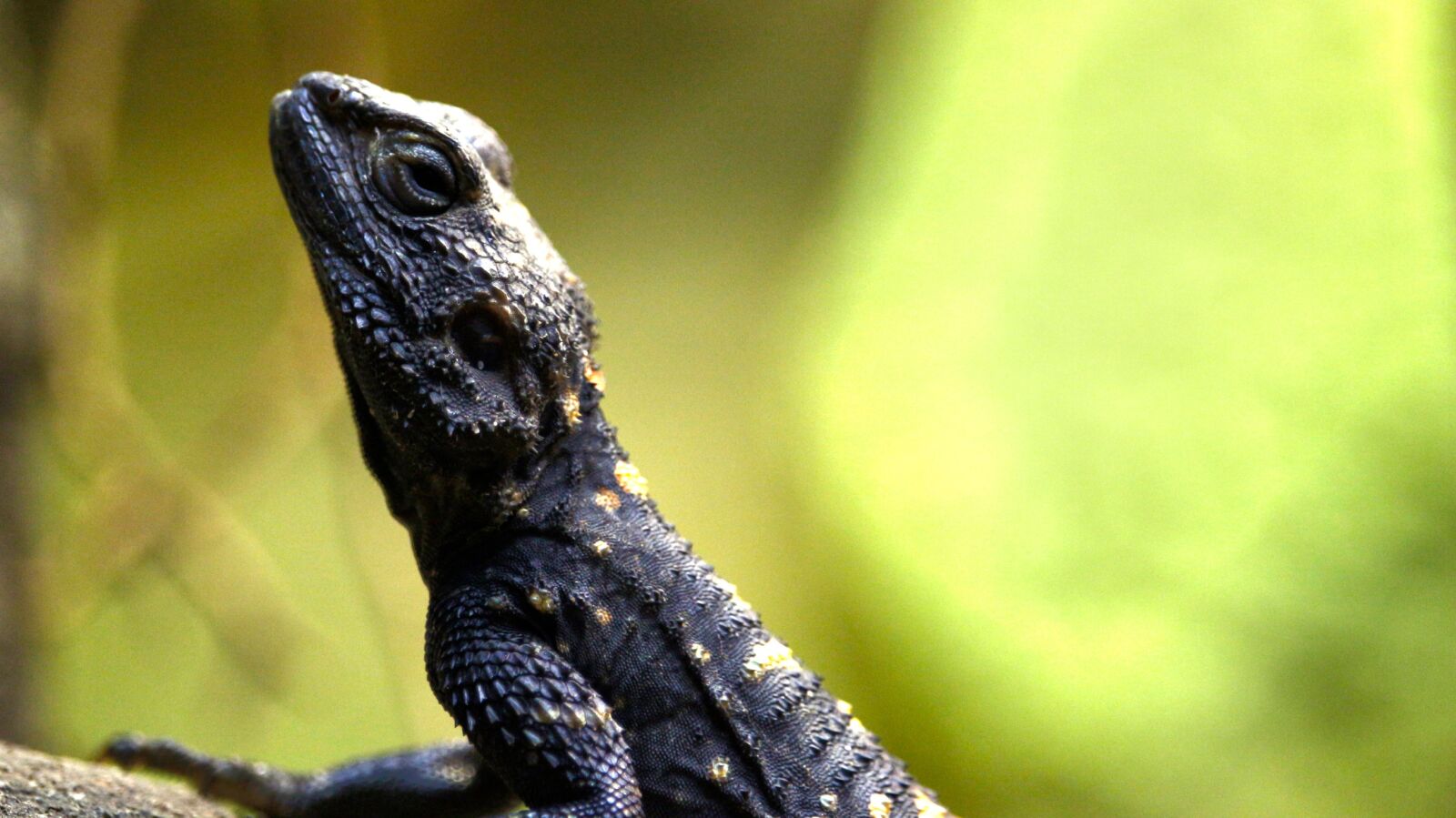 Canon EF-S 55-250mm F4-5.6 IS STM sample photo. Lizard, scale, reptile photography