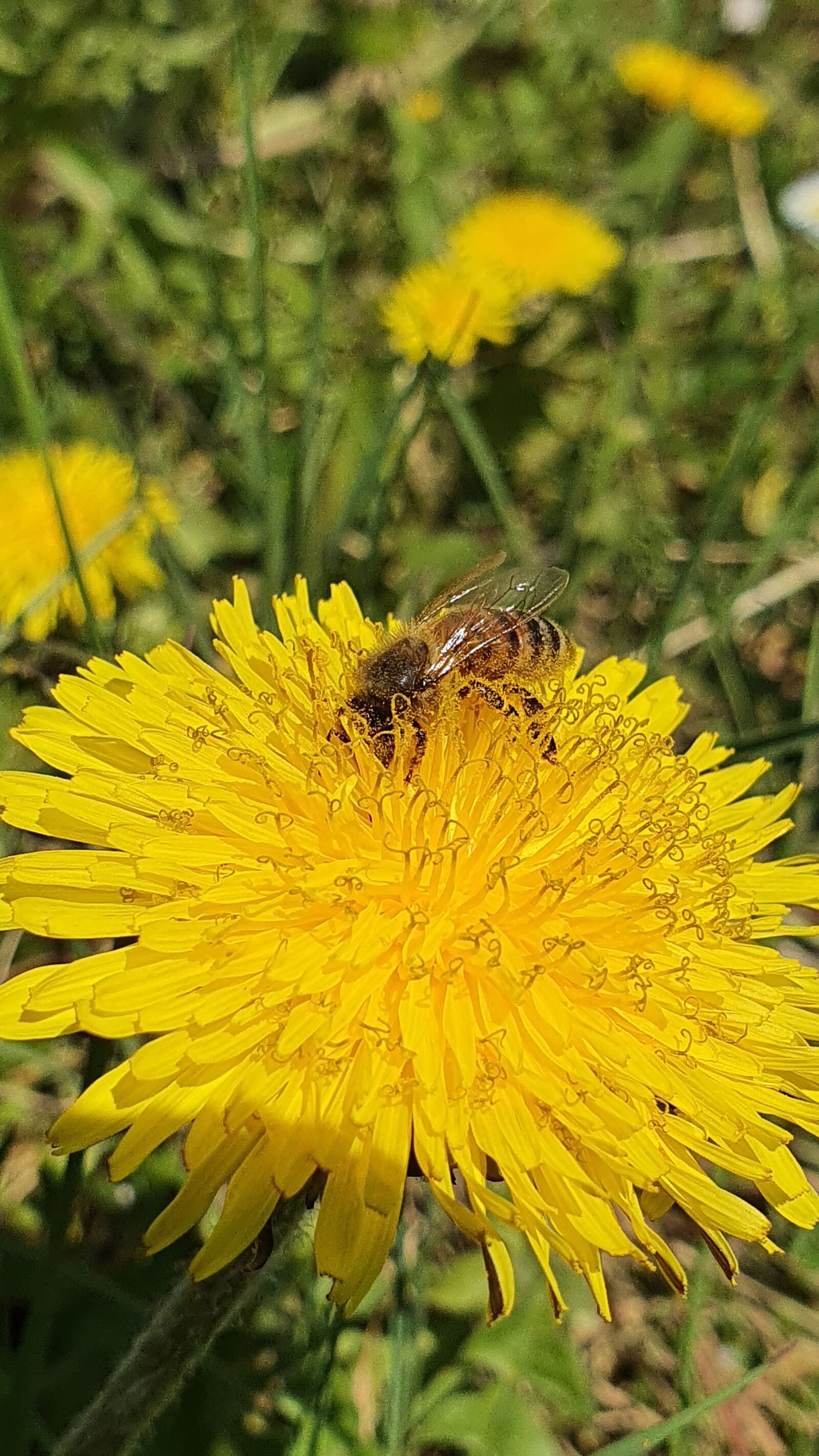 Samsung Galaxy S10+ sample photo. Dandelion, bee, meadow photography