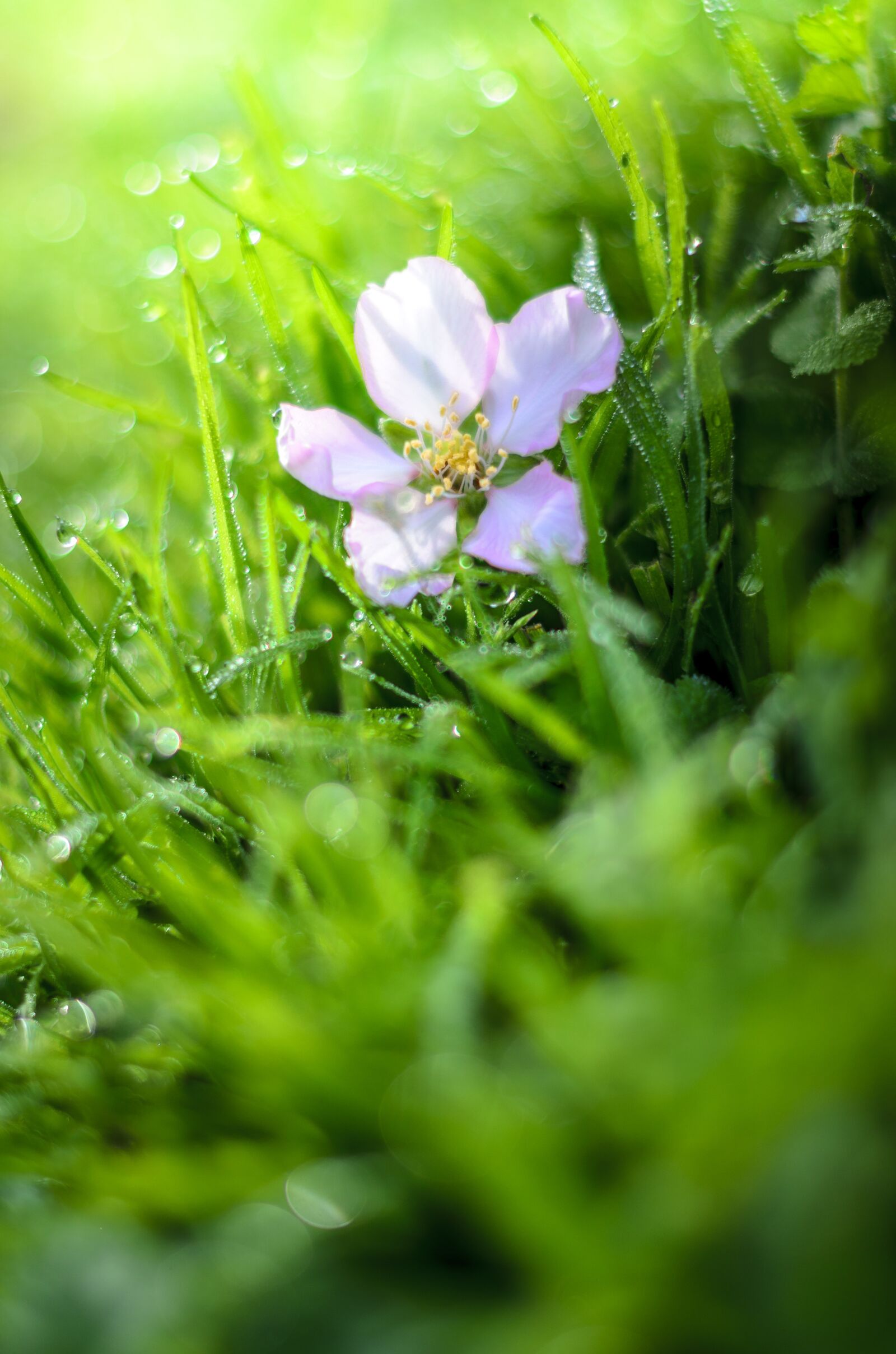 Nikon D7000 sample photo. Almond flower, australia, beautiful photography