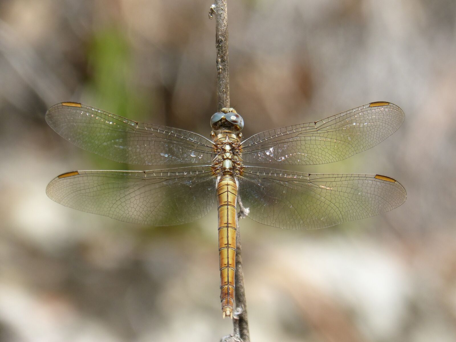 Panasonic DMC-FZ62 sample photo. Dragonfly, branch, winged insect photography