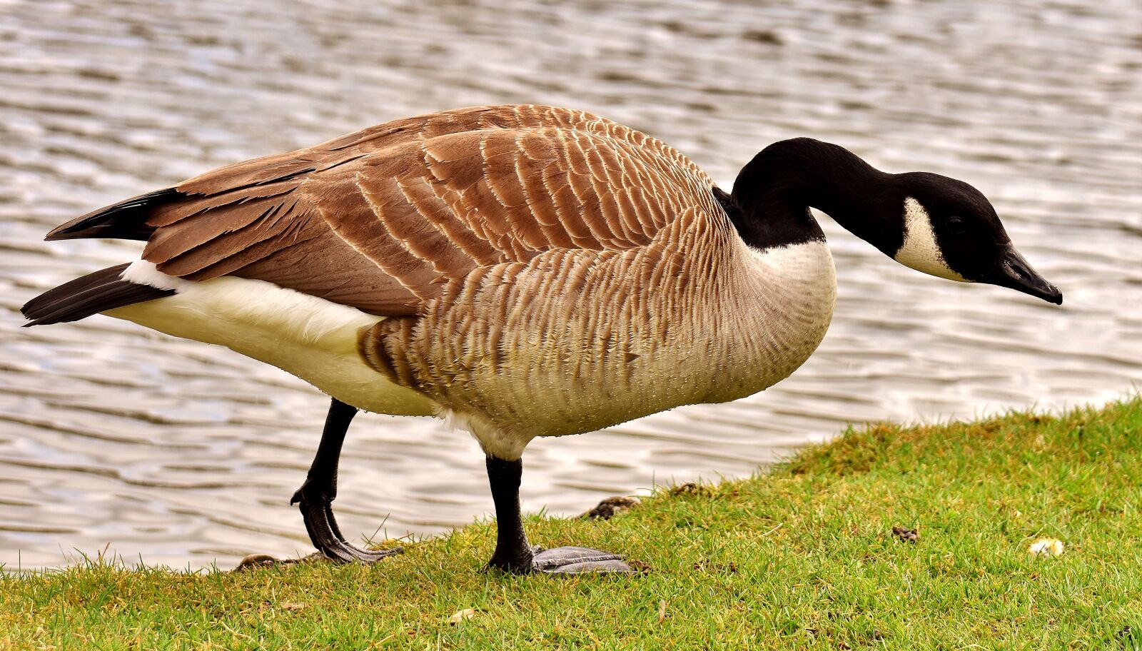 Nikon D7200 sample photo. Goose, water bird, wild photography