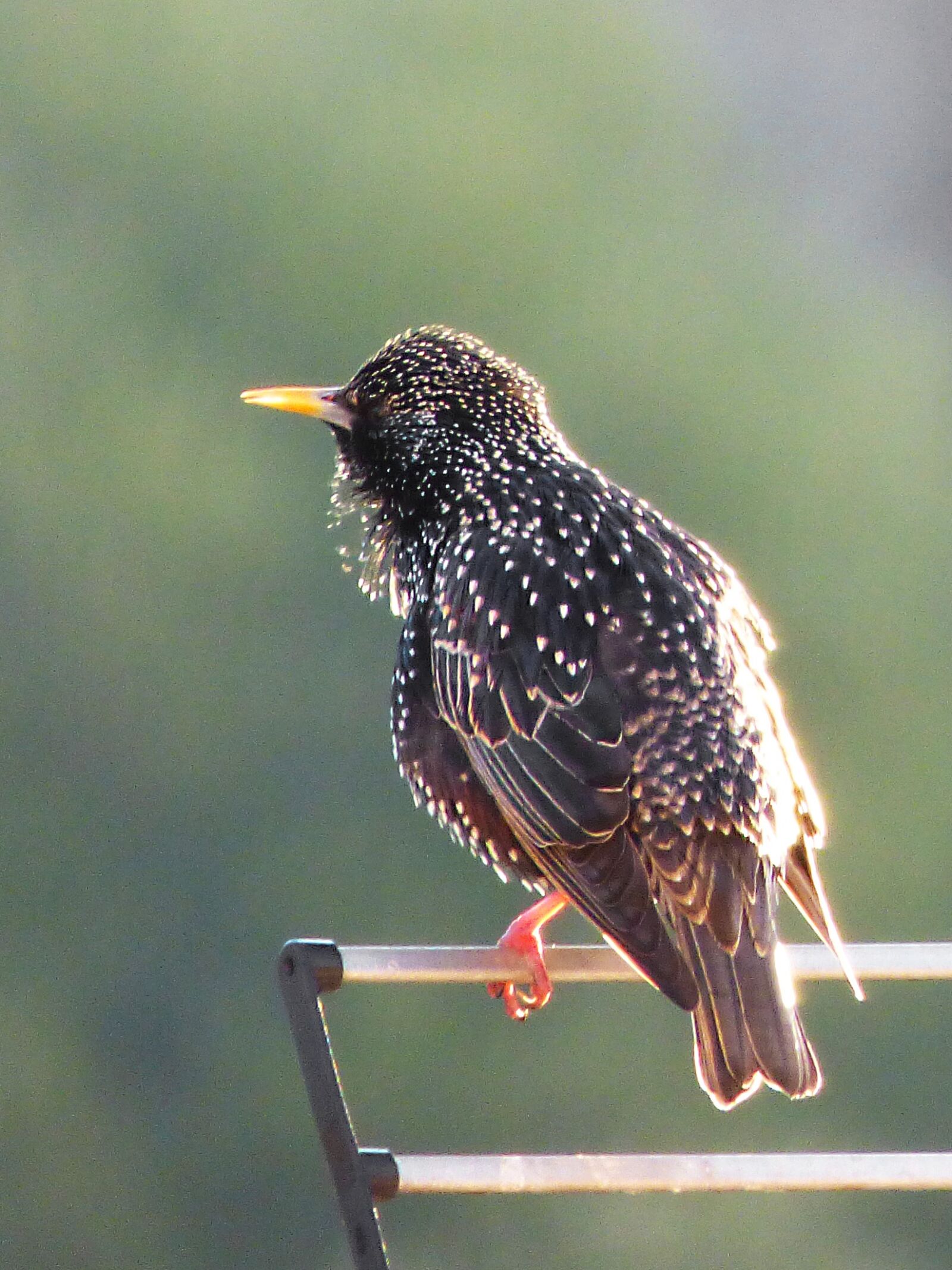 Panasonic Lumix DMC-FZ70 sample photo. Estirnino, black bird, bird photography