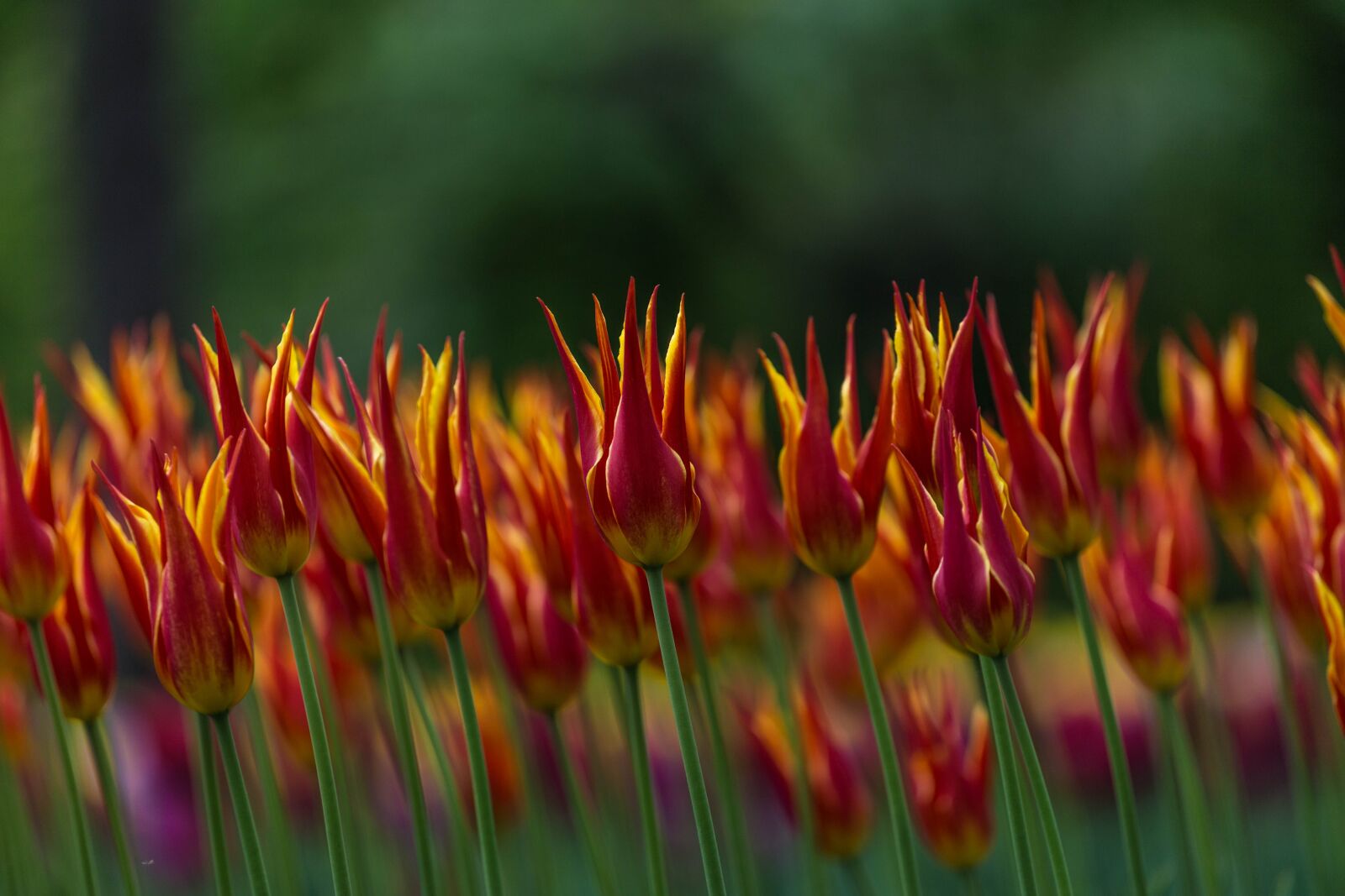 Canon EOS 6D + Canon EF 70-200mm F4L USM sample photo. Flowers, tulips, festival photography