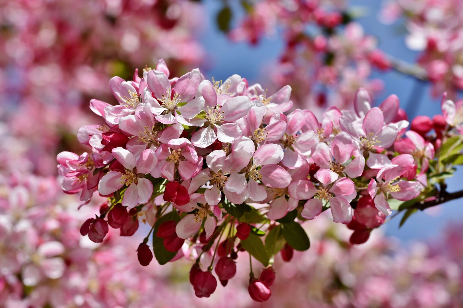 Nikon D7200 sample photo. Ornamental apple tree, embellishment photography
