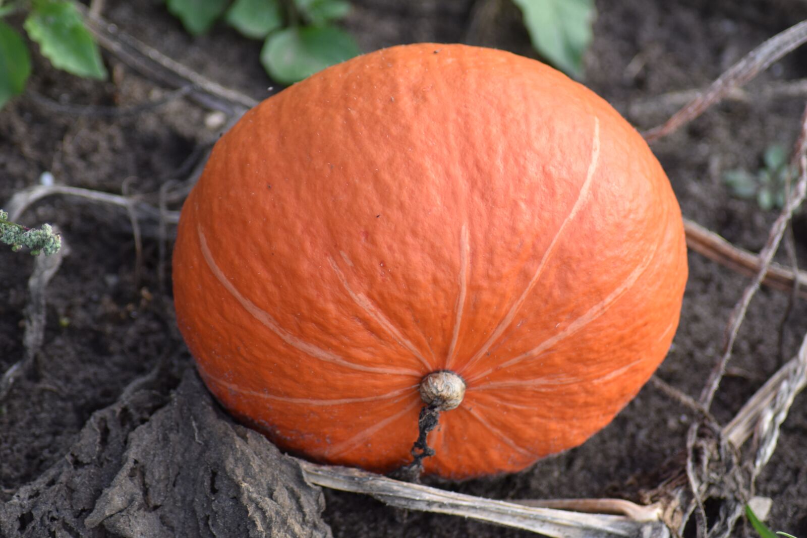 Nikon D3500 sample photo. Pumpkin, pumpkins, orange photography