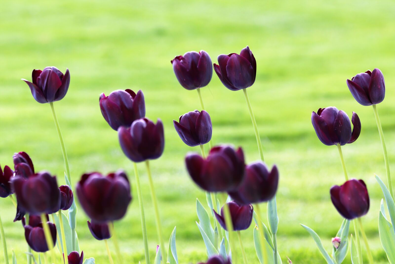 Canon EOS 200D (EOS Rebel SL2 / EOS Kiss X9) sample photo. Black tulips, green grass photography
