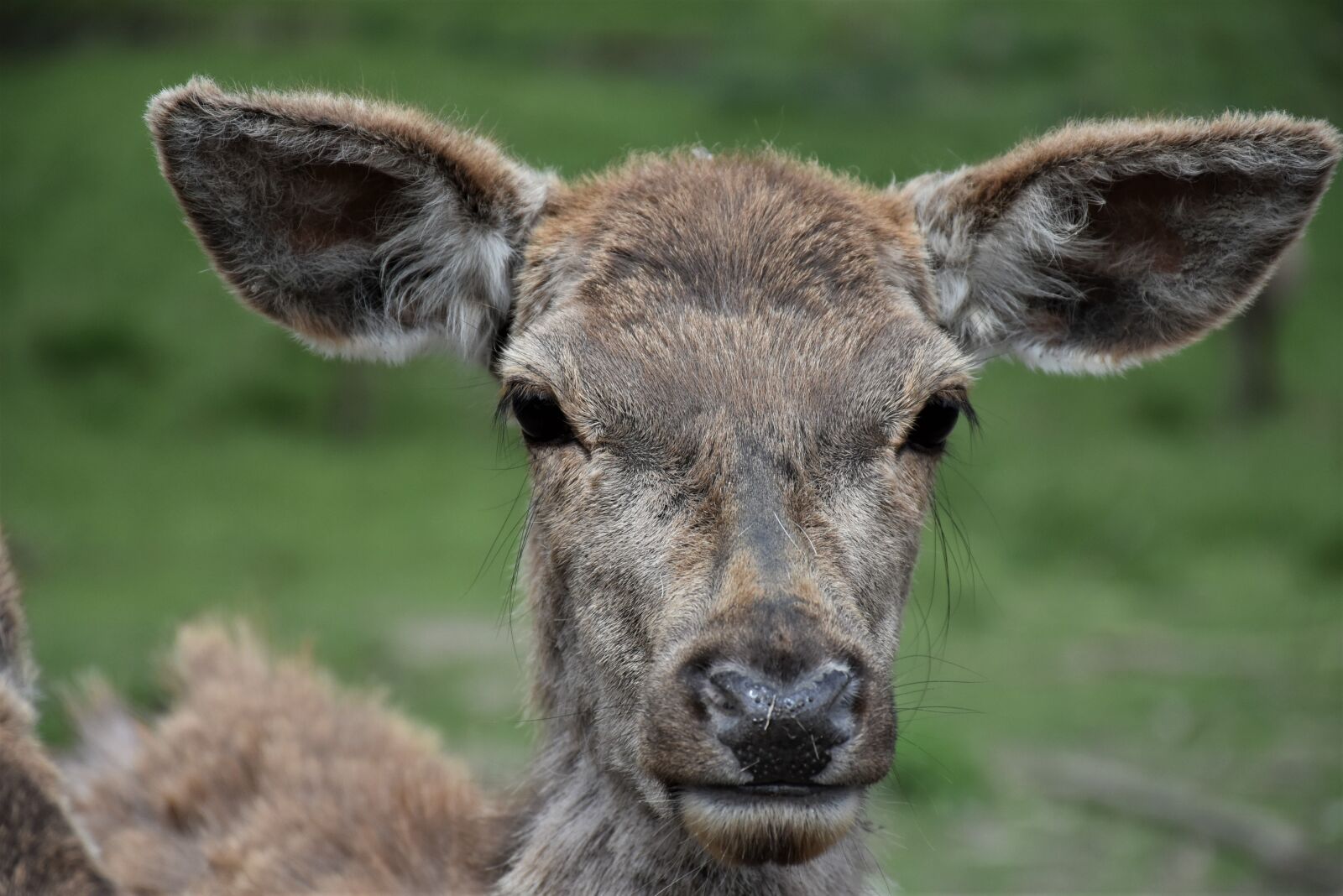 Nikon D7200 sample photo. Roe deer, wild, deer photography