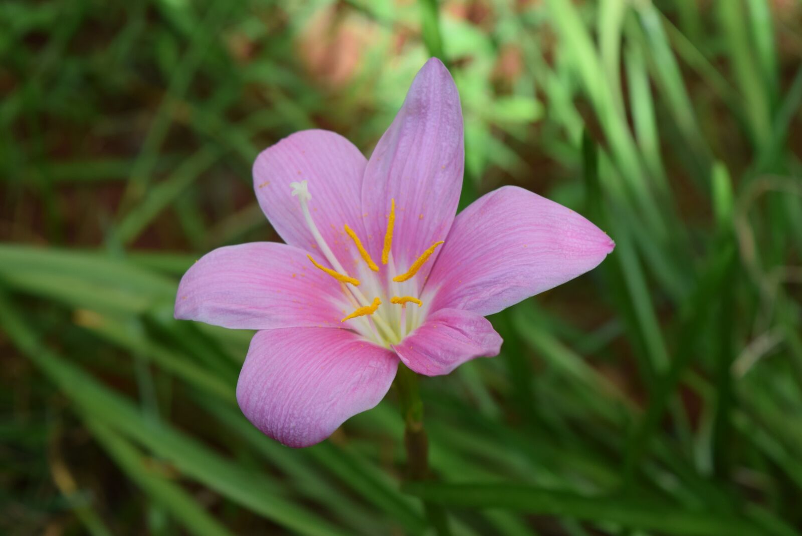 Nikon D3300 sample photo. Zephyrlily, flower, zephyranthes photography