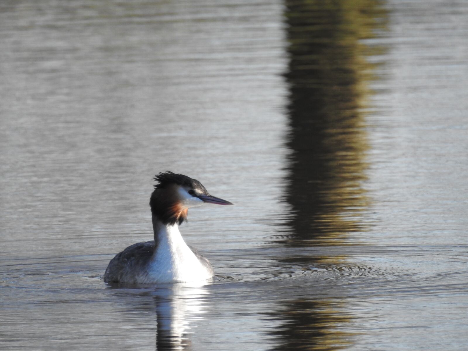 Nikon Coolpix P900 sample photo. Grebe, waterbirds, bird photography