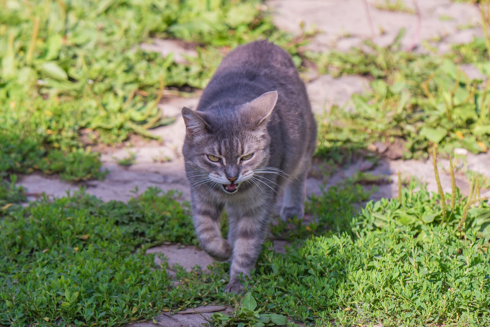 Nikon D7200 sample photo. Cat, animals, kitten photography