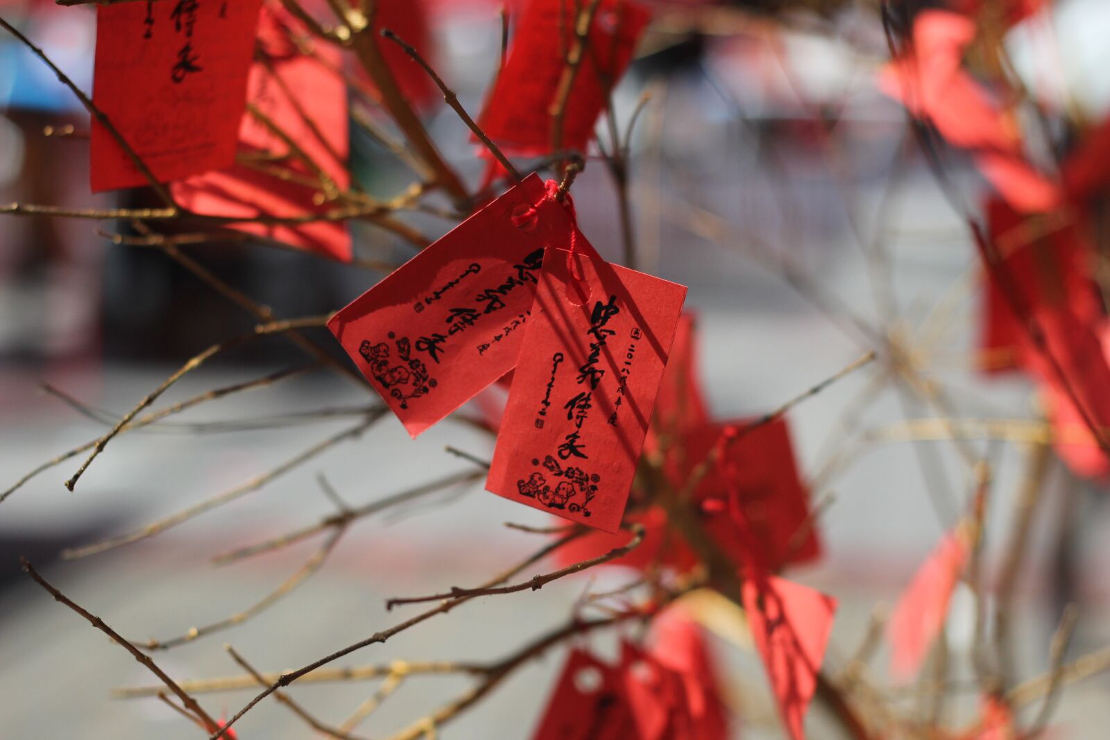 Canon EOS 60D + Canon EF 50mm F1.8 II sample photo. Cny, chinese new year photography