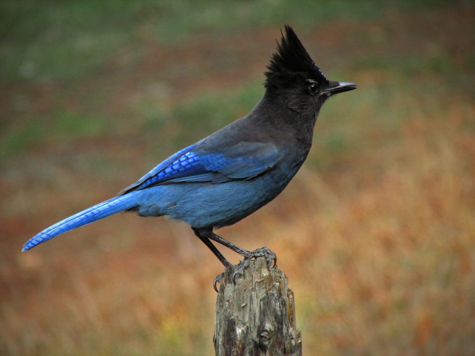Canon PowerShot SX500 IS sample photo. Steller's jay, jay, bird photography