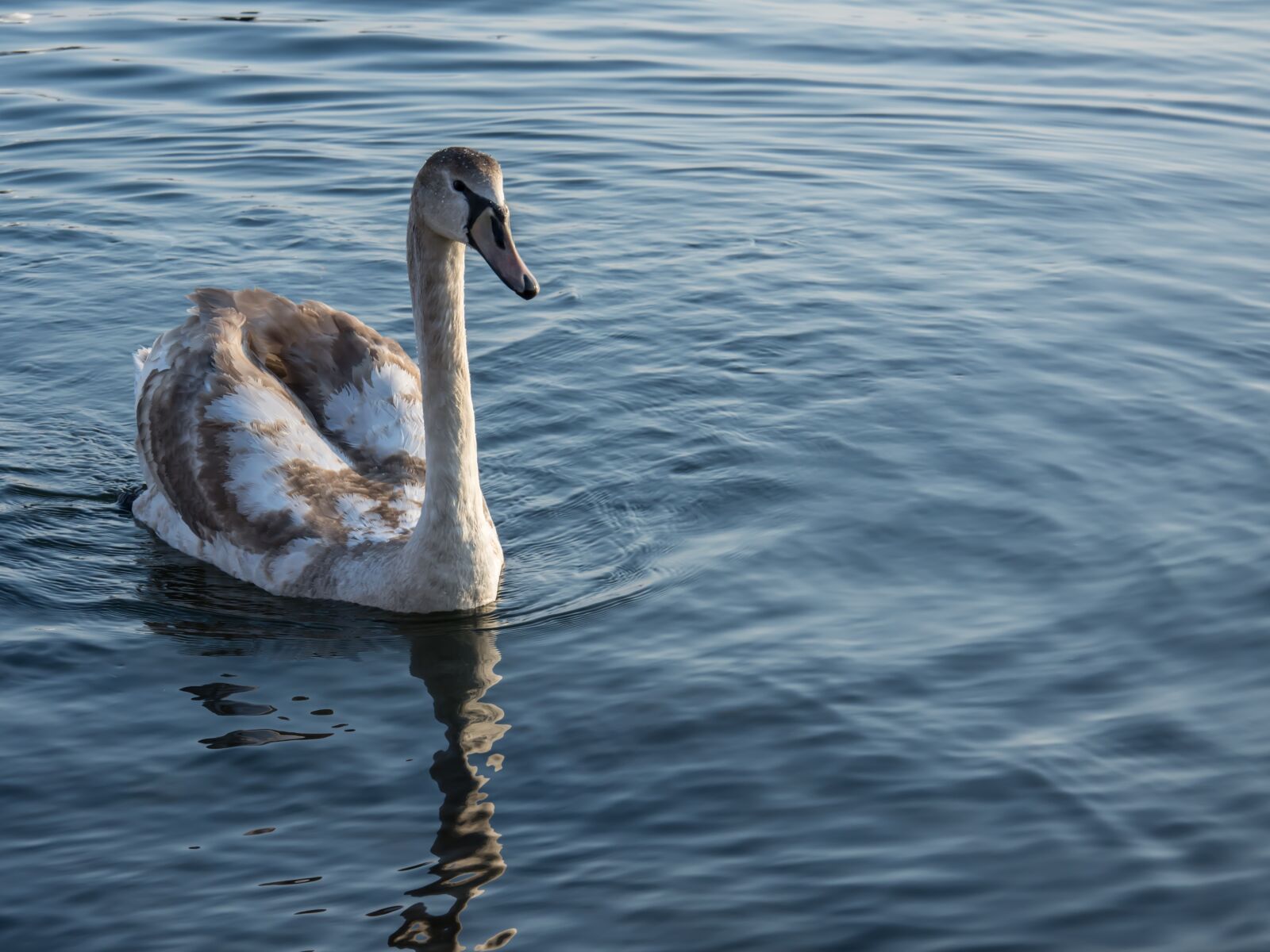 Nikon D7200 sample photo. Swan, sea, water photography