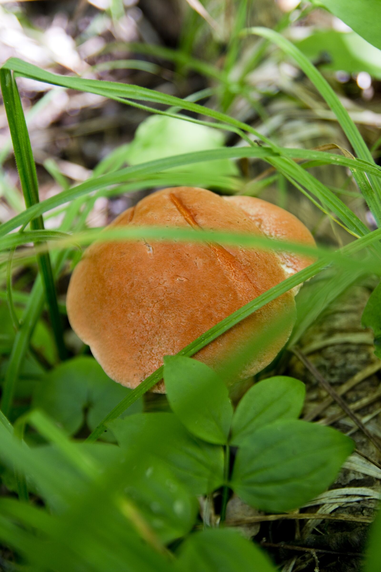 Canon EOS 70D sample photo. Food, cap, fungus photography