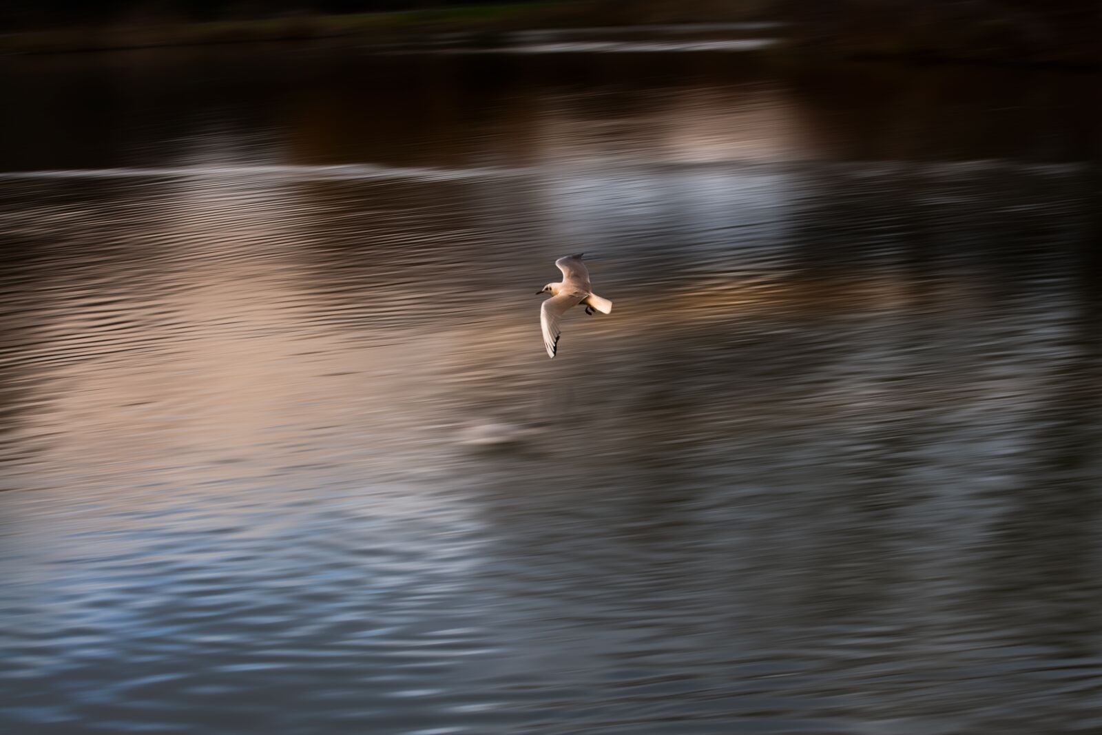 Canon EOS-1Ds Mark II sample photo. Seagull, flying, panning photography