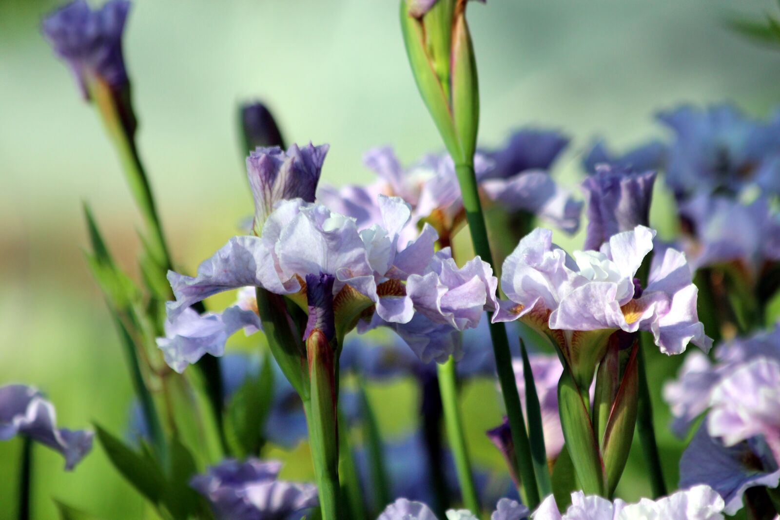 Canon EOS 650D (EOS Rebel T4i / EOS Kiss X6i) sample photo. Irises, flowers, spring flowers photography