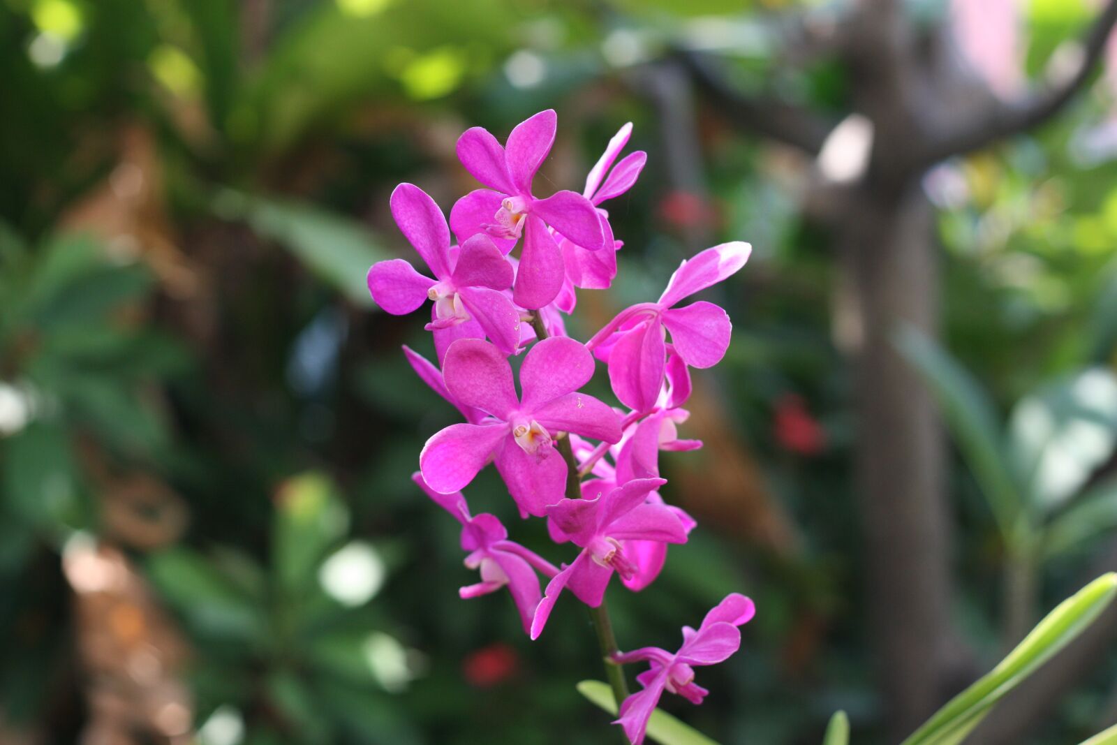 Canon EOS 450D (EOS Rebel XSi / EOS Kiss X2) sample photo. Nature, orchids, plant photography