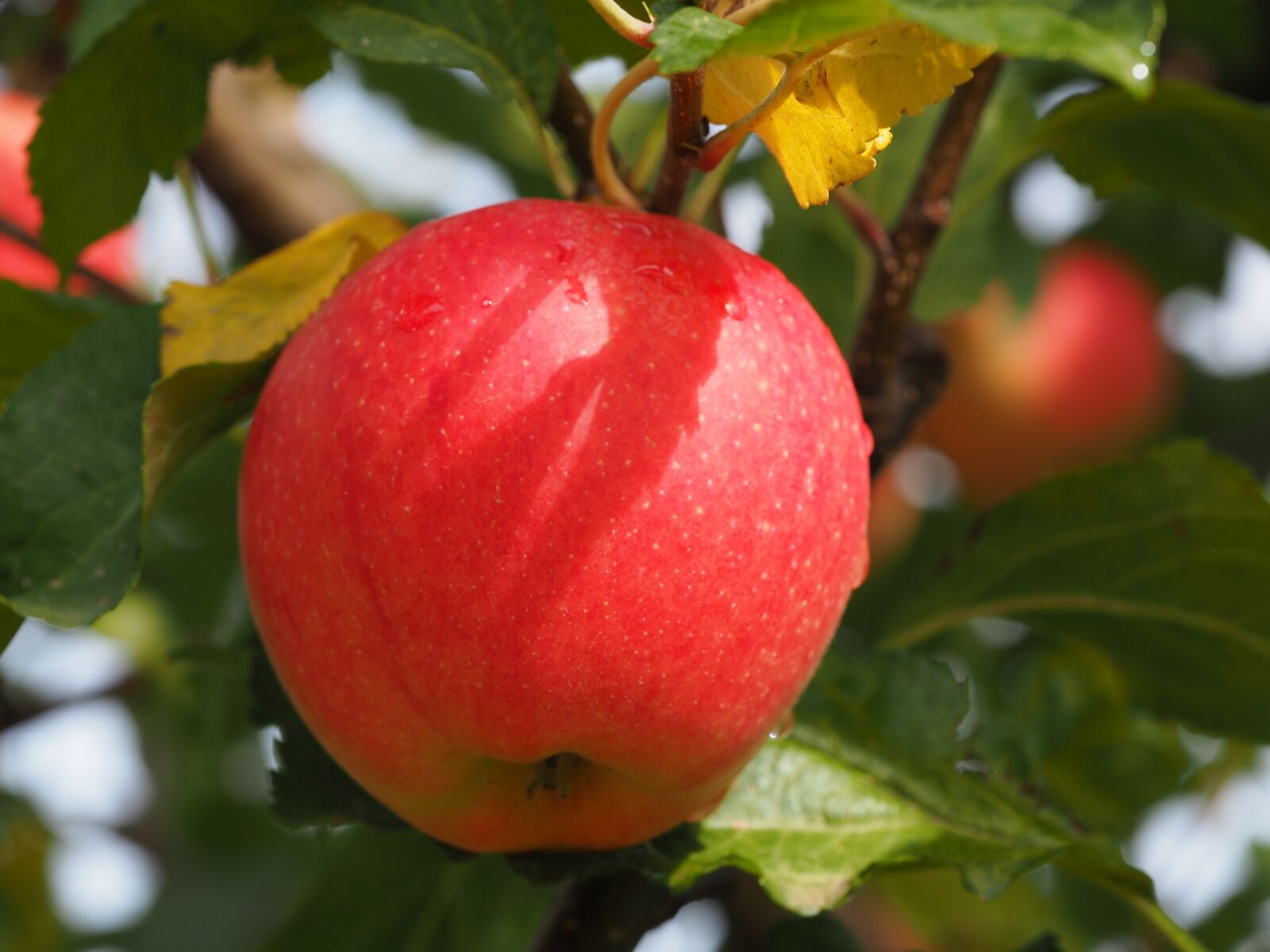Olympus M.Zuiko Digital ED 60mm F2.8 Macro sample photo. Apple, bio, harvest photography