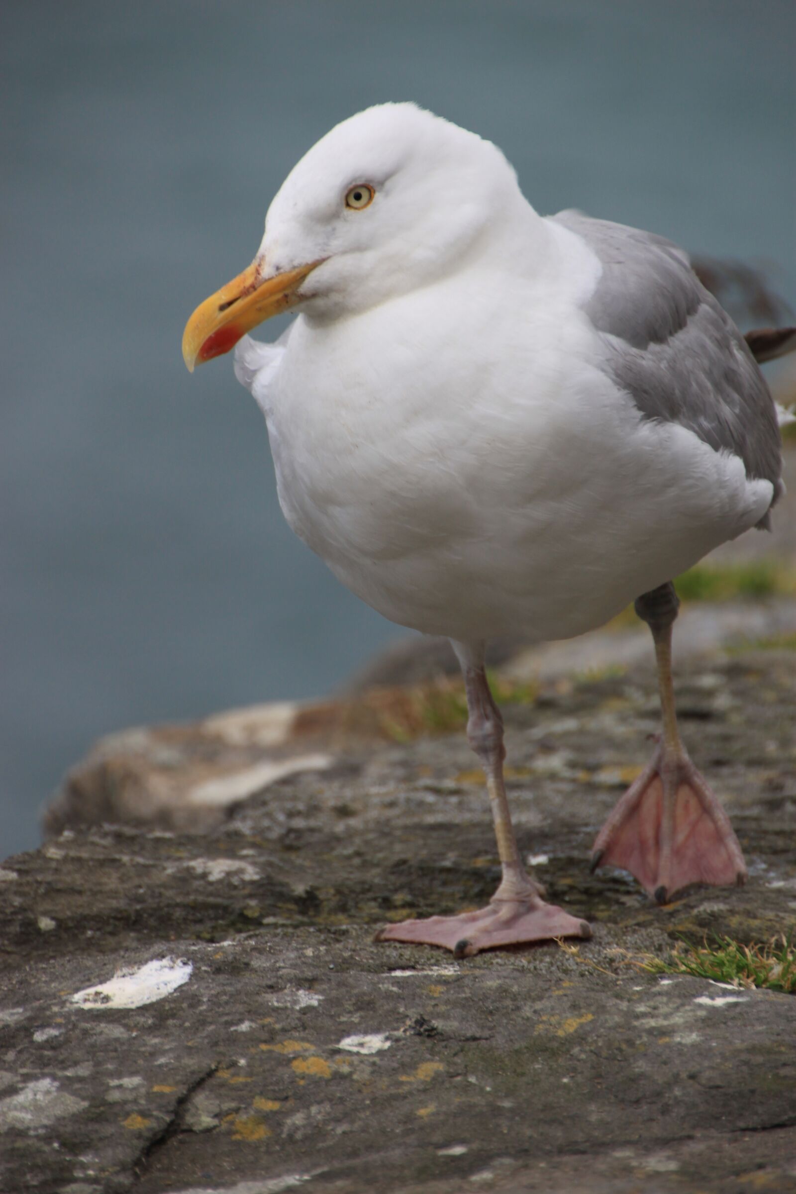 Canon EOS 500D (EOS Rebel T1i / EOS Kiss X3) sample photo. Gull, bird, sea photography