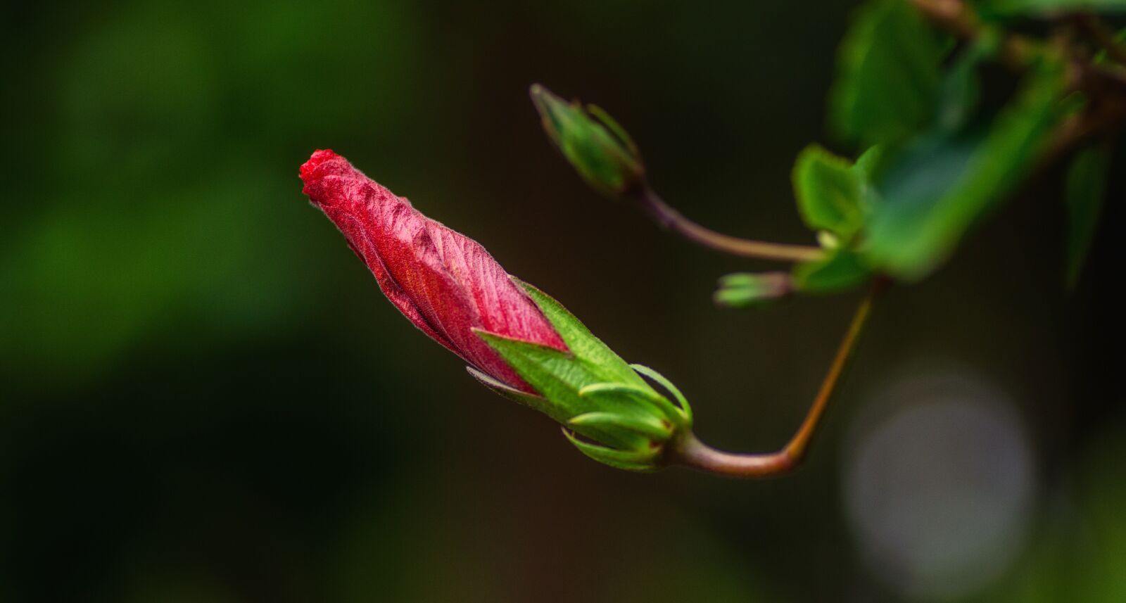 Tamron SP 90mm F2.8 Di VC USD 1:1 Macro sample photo. Flower, bud, leaves photography