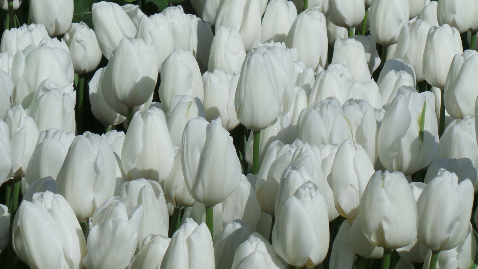 Samsung Galaxy Camera (Wi-Fi) sample photo. Tulips, flowers, white photography