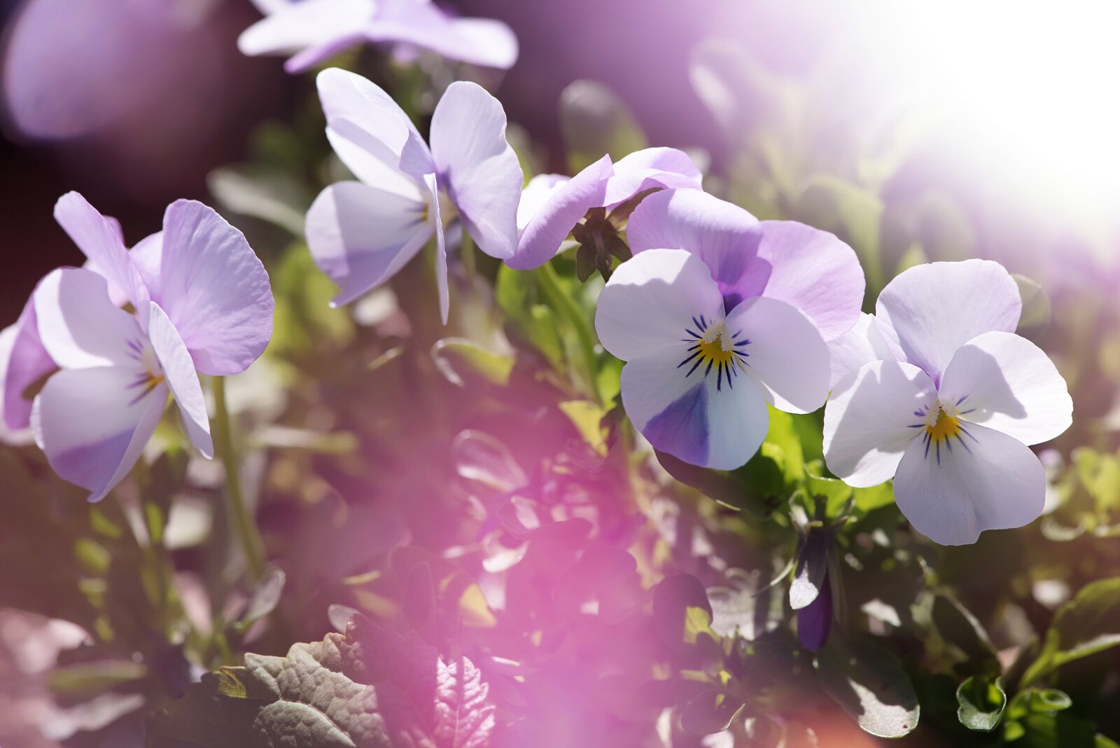 Nikon D750 sample photo. Pansy, violet, white photography