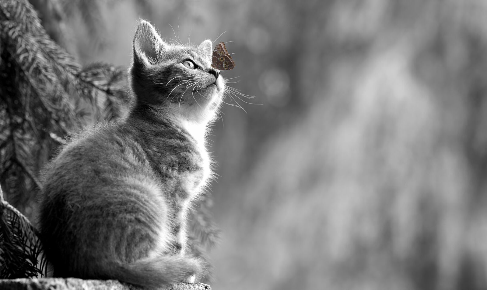 Nikon D5100 sample photo. Cat, kitten, butterfly photography