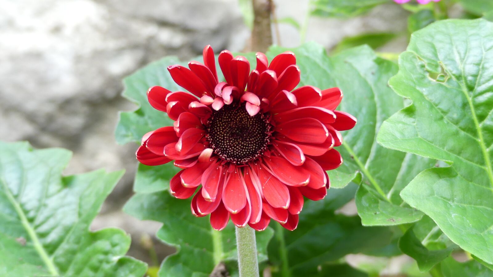 Panasonic Lumix DMC-FZ300 sample photo. Flor, rojo, naturaleza photography