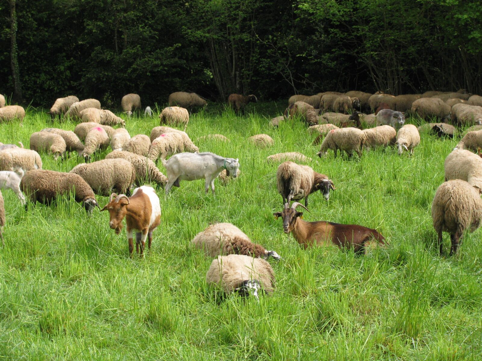 Canon PowerShot SX110 IS sample photo. Sheep, goat, camp photography