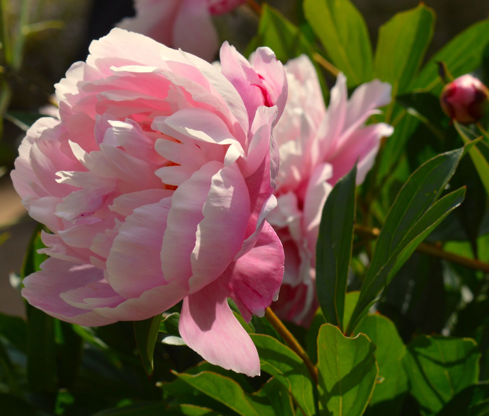 Nikon D3200 sample photo. Peony, flower, blossom photography