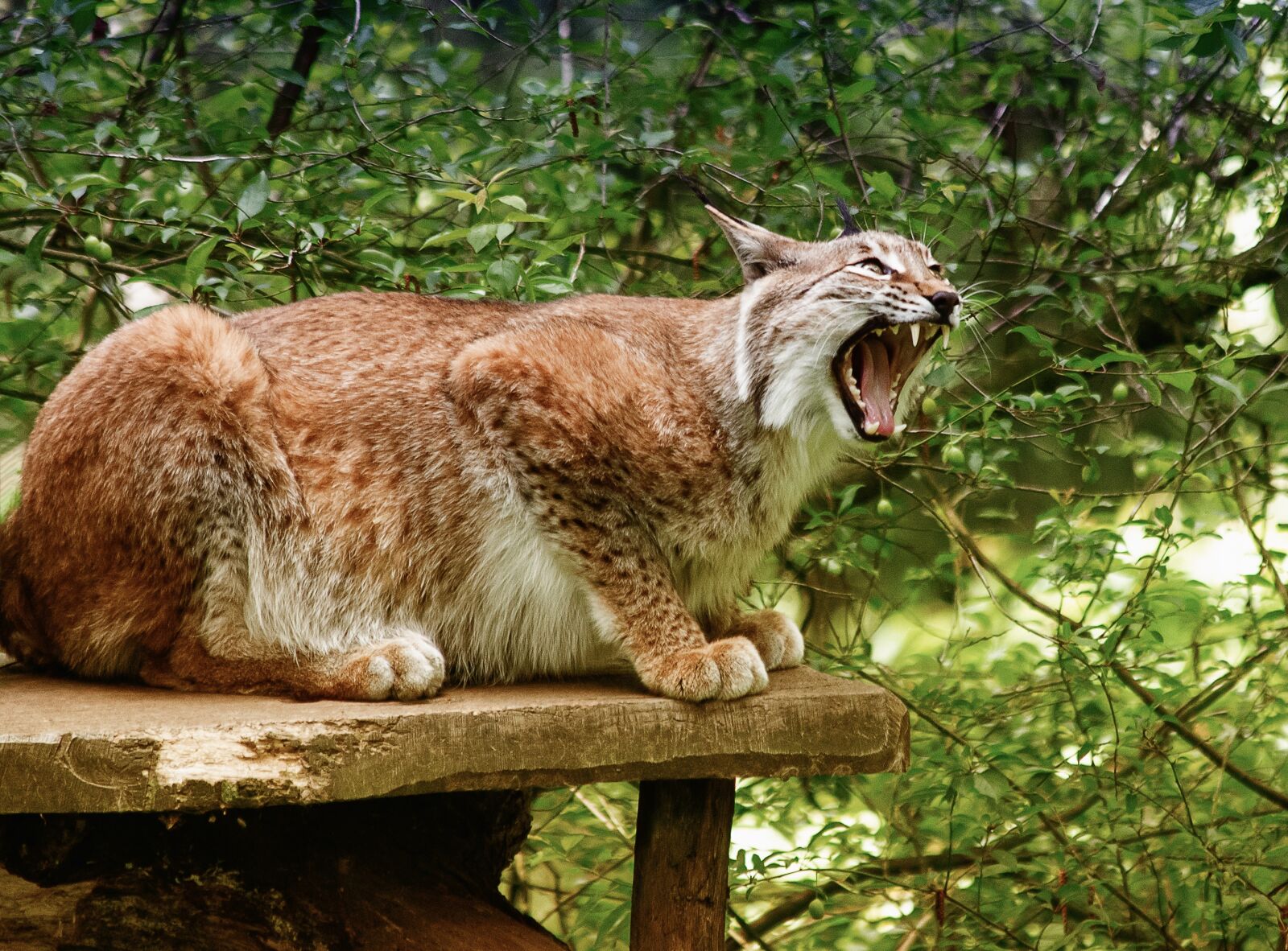Canon EF 70-300mm F4-5.6 IS USM sample photo. Lynx, european lynx, mammal photography