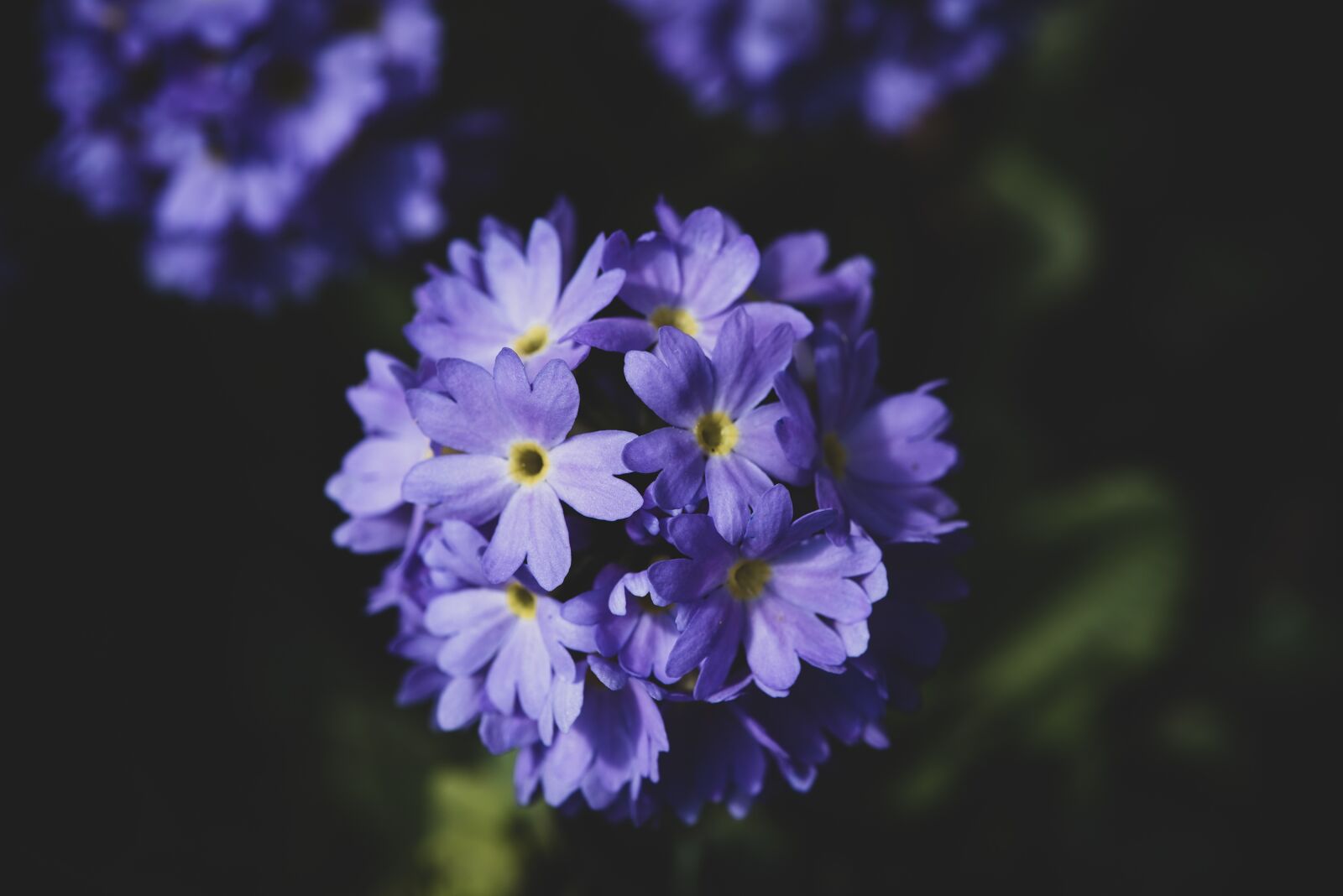 Nikon D750 sample photo. Primrose, blue, drumstick photography