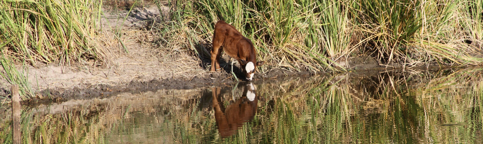 Canon EOS 7D + Canon EF 28-135mm F3.5-5.6 IS USM sample photo. Cow, drinking, water photography