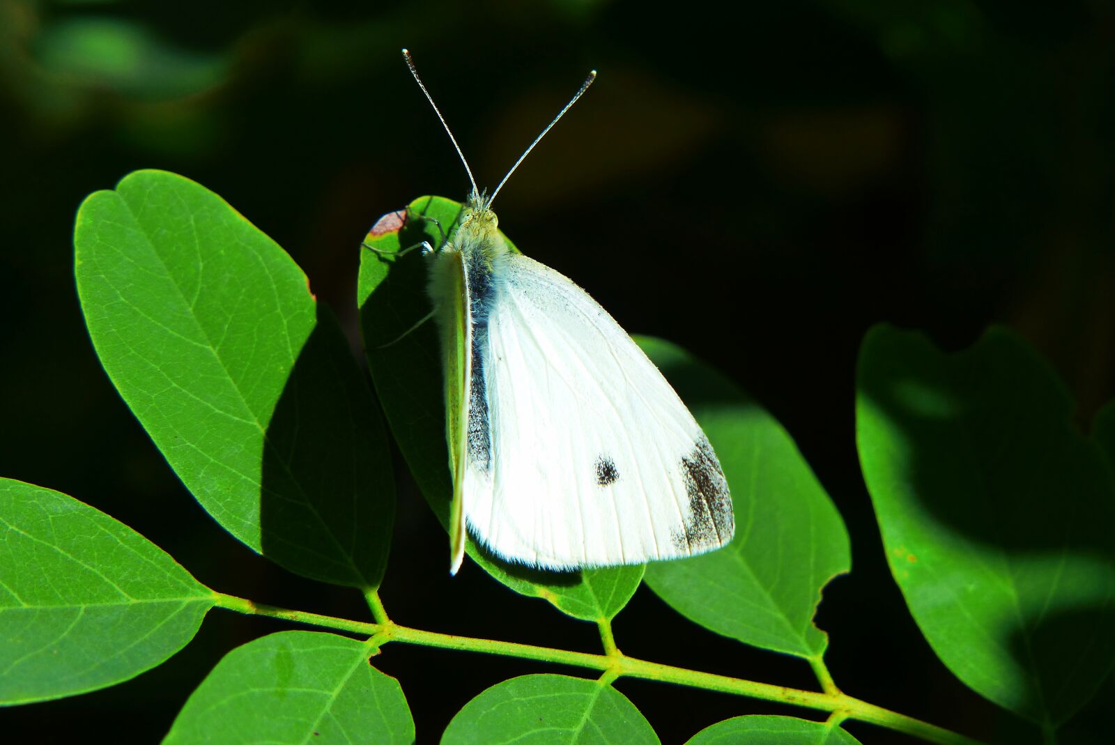 Panasonic Lumix DMC-FZ200 sample photo. Bielinek rzepnik, insect, tom photography