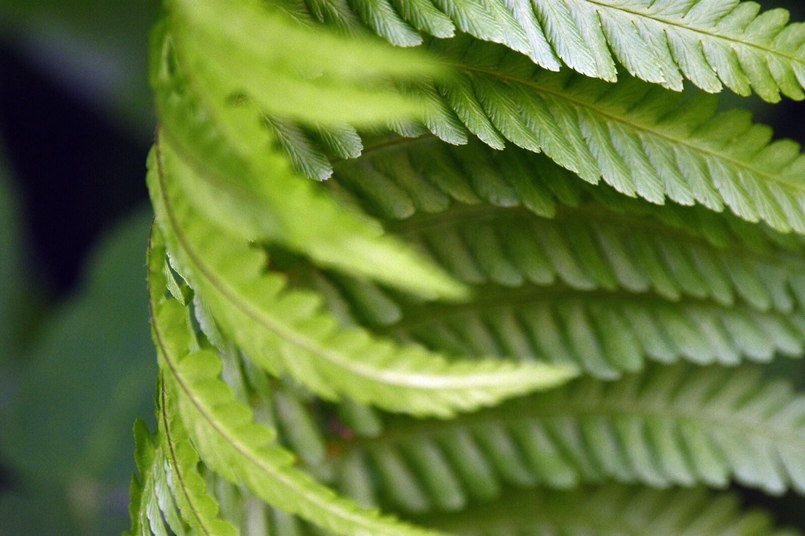 Nikon D3400 sample photo. Fern, polypody, leaf photography