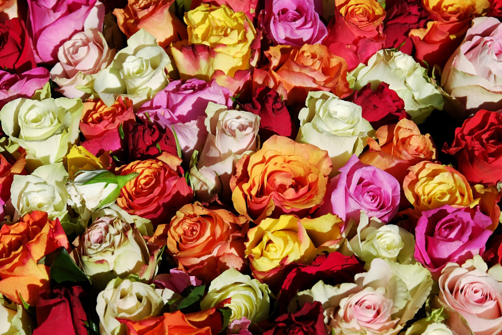 Fujifilm XF 55-200mm F3.5-4.8 R LM OIS sample photo. Roses, flowers, rose flower photography