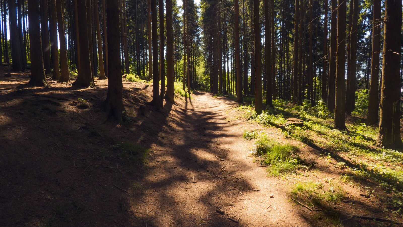 Panasonic DMC-FZ72 sample photo. Path, forest, forest road photography