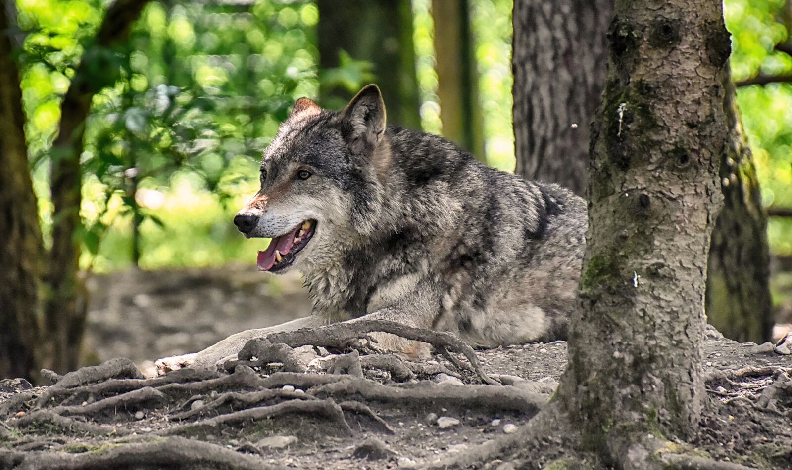 Nikon D7200 sample photo. Wolf, wild animal, beautiful photography