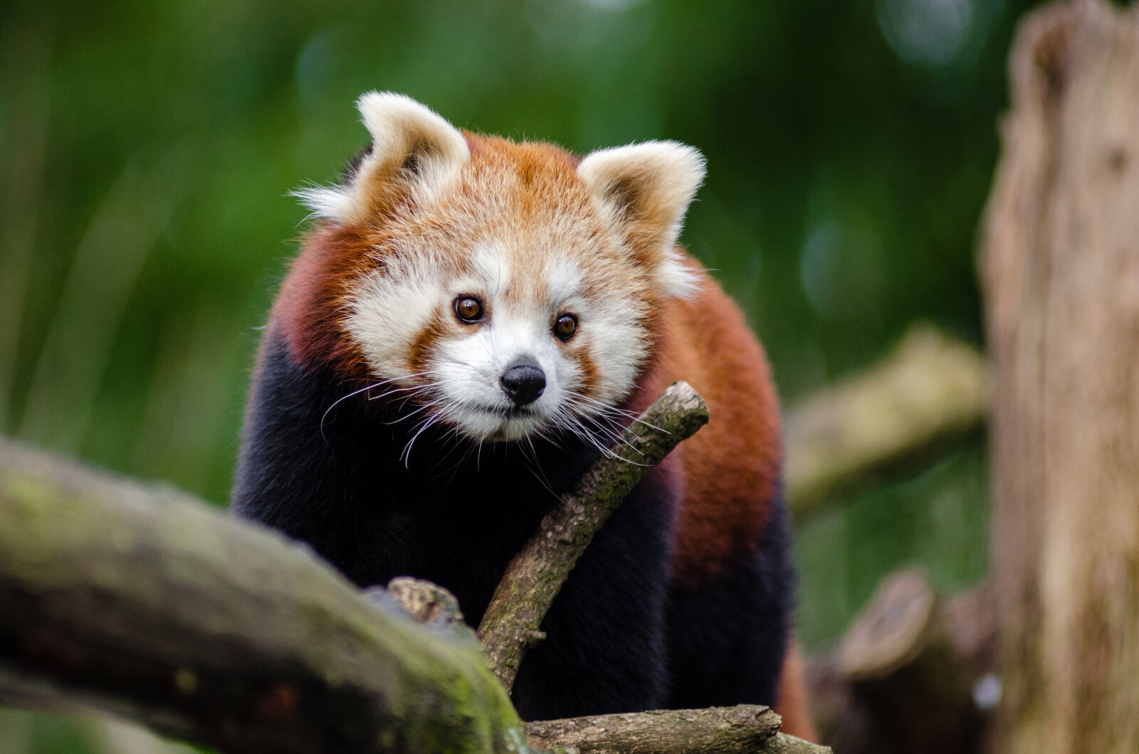 AF Zoom-Nikkor 80-200mm f/2.8 ED sample photo