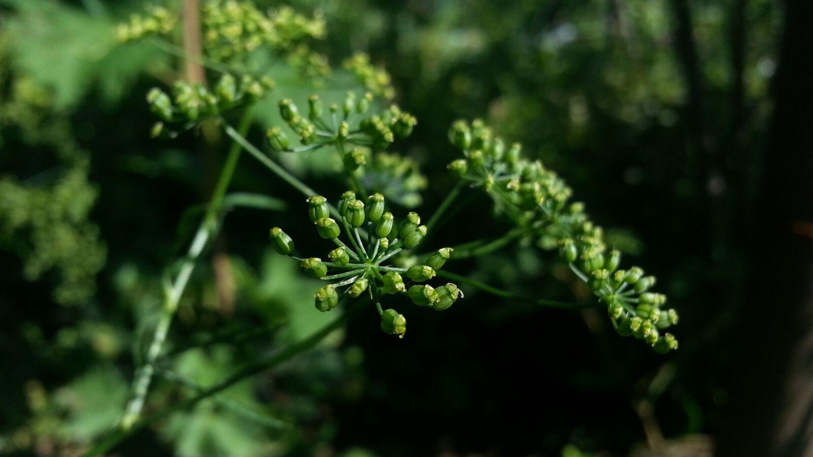 Samsung Galaxy Note2 sample photo. Green, nature, greenery photography