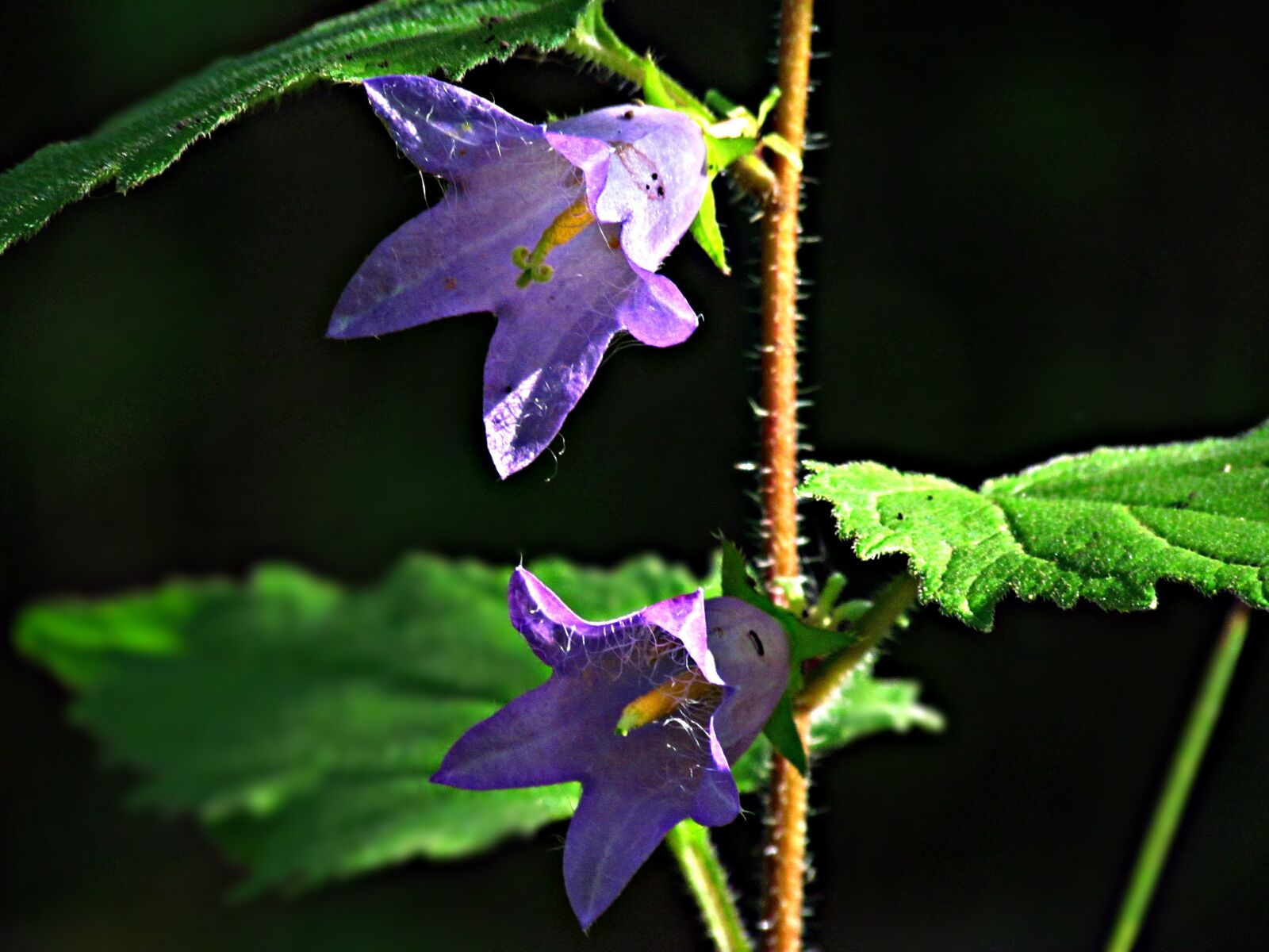 Canon PowerShot SX30 IS sample photo. Flower, ringtone, nature photography
