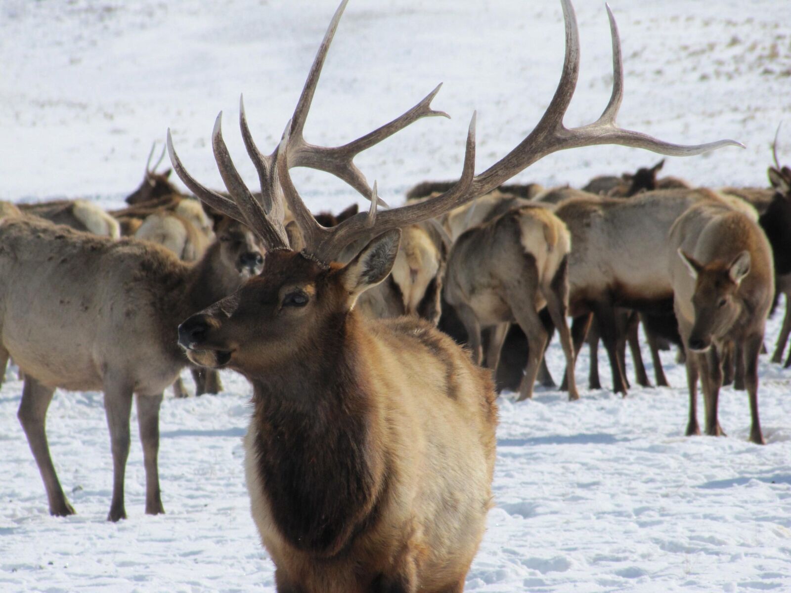 Canon PowerShot SX20 IS sample photo. Bull, elk, sports, beautiful photography