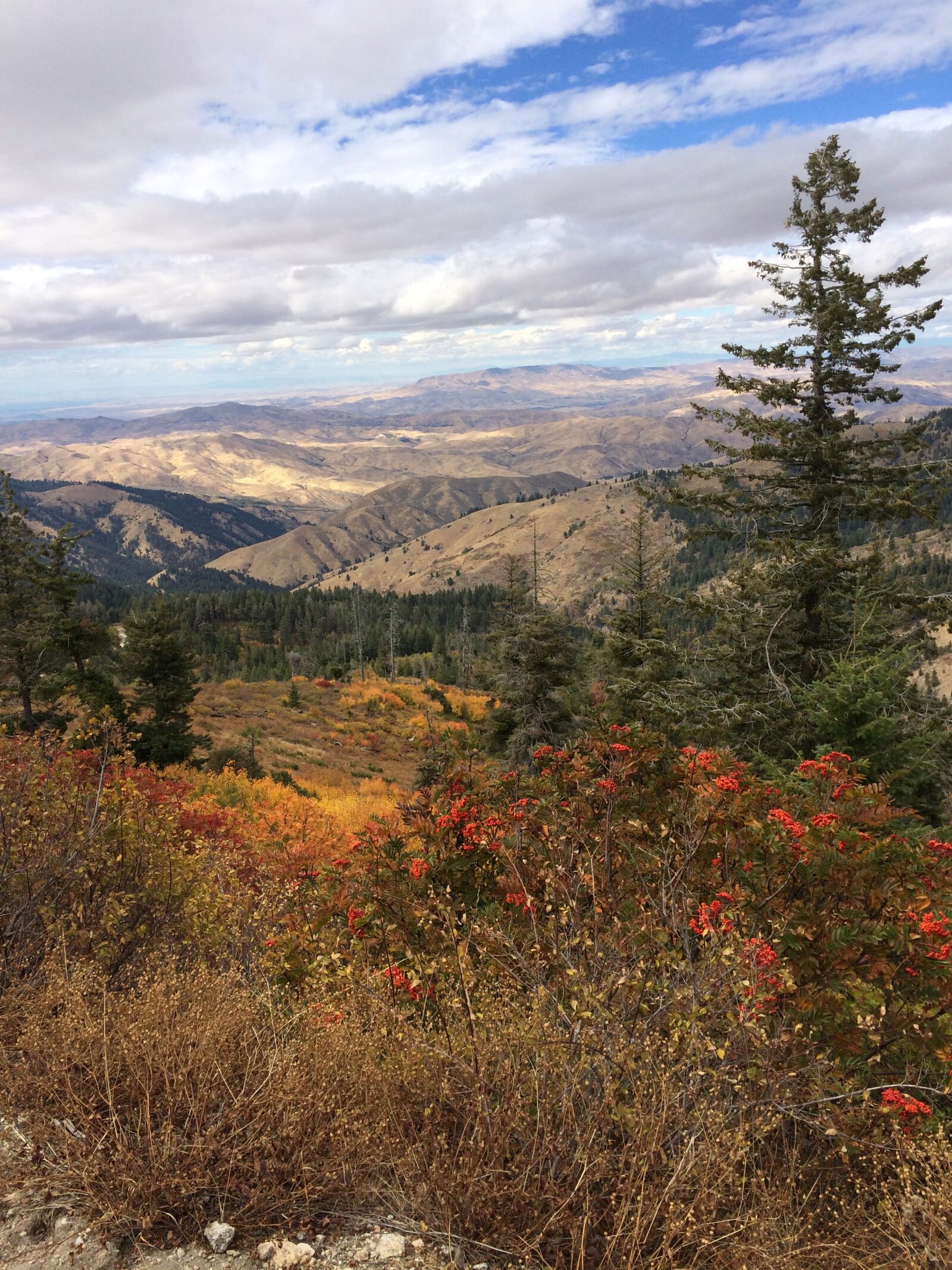 iPhone 5s back camera 4.15mm f/2.2 sample photo. Landscape, nature, tree photography