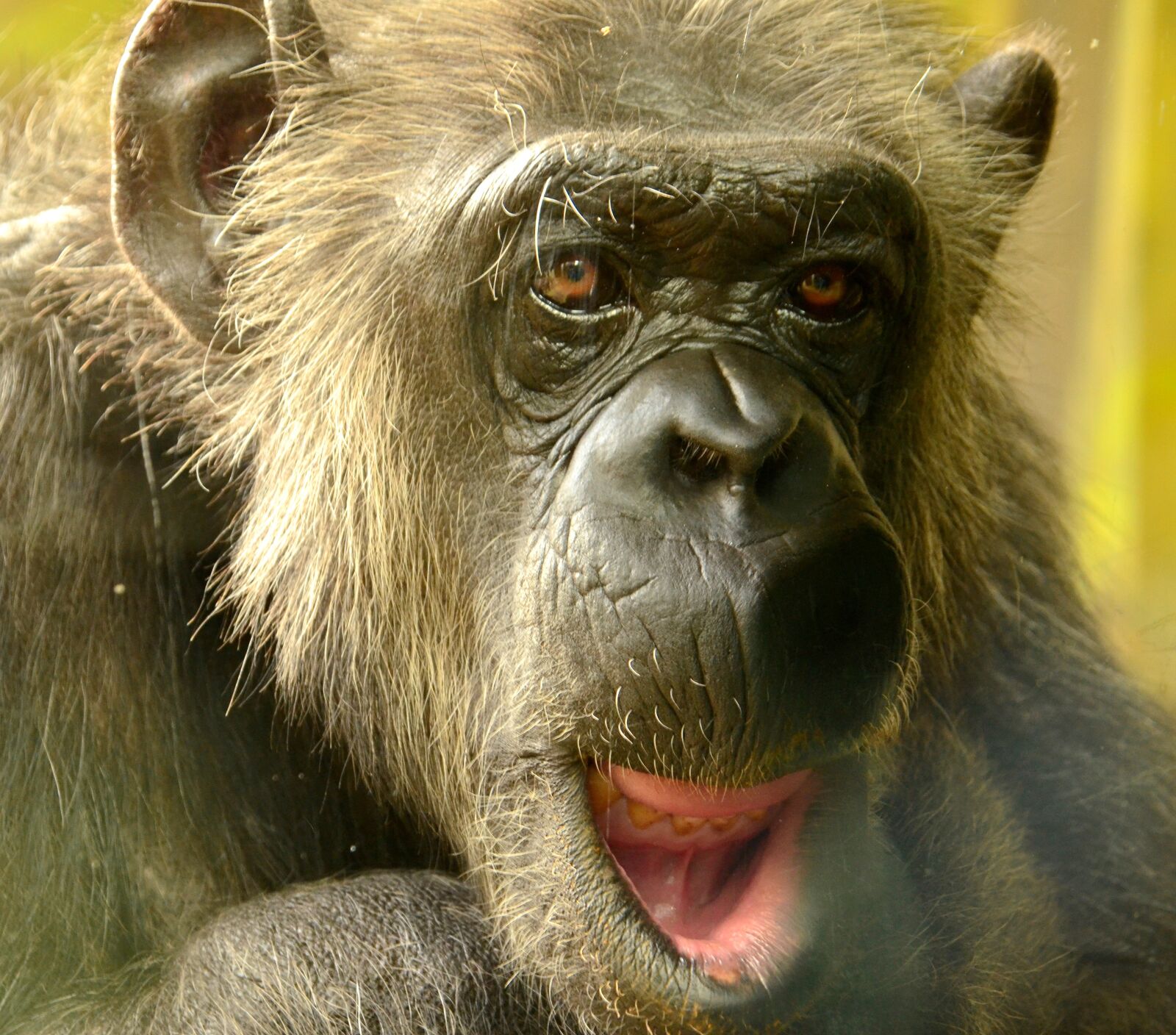 Nikon D5100 sample photo. Comic, chimpansee, closeup photography