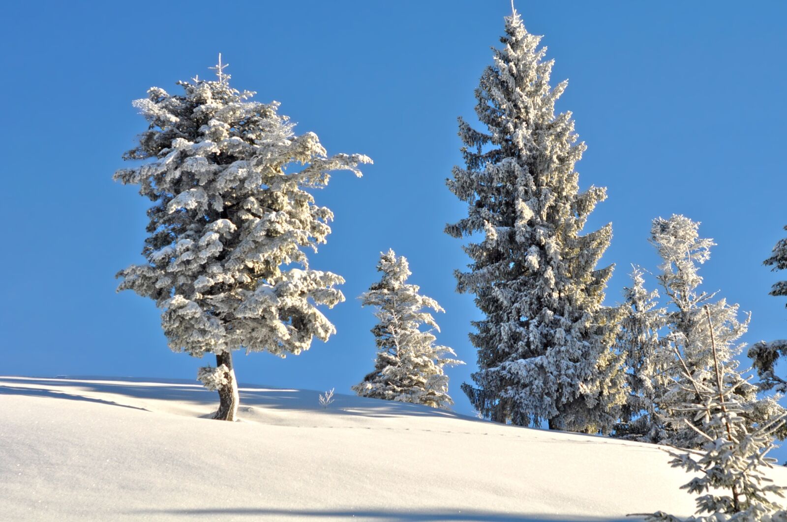 Nikon D90 sample photo. Snow, winter, frost photography
