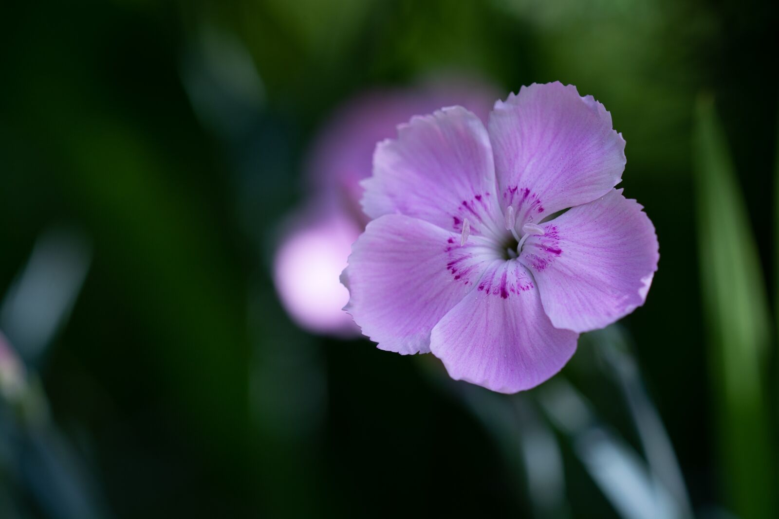 Nikon D7100 sample photo. Flower, pink, small flower photography