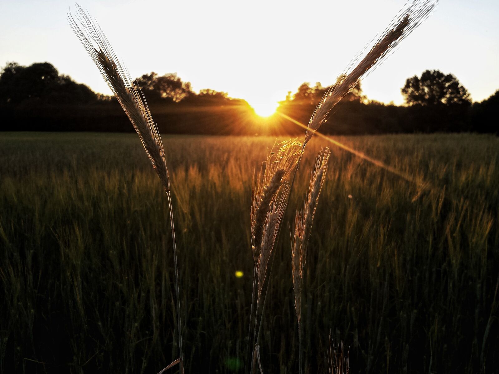 Samsung Galaxy S4 sample photo. Evening, nature, sunset photography