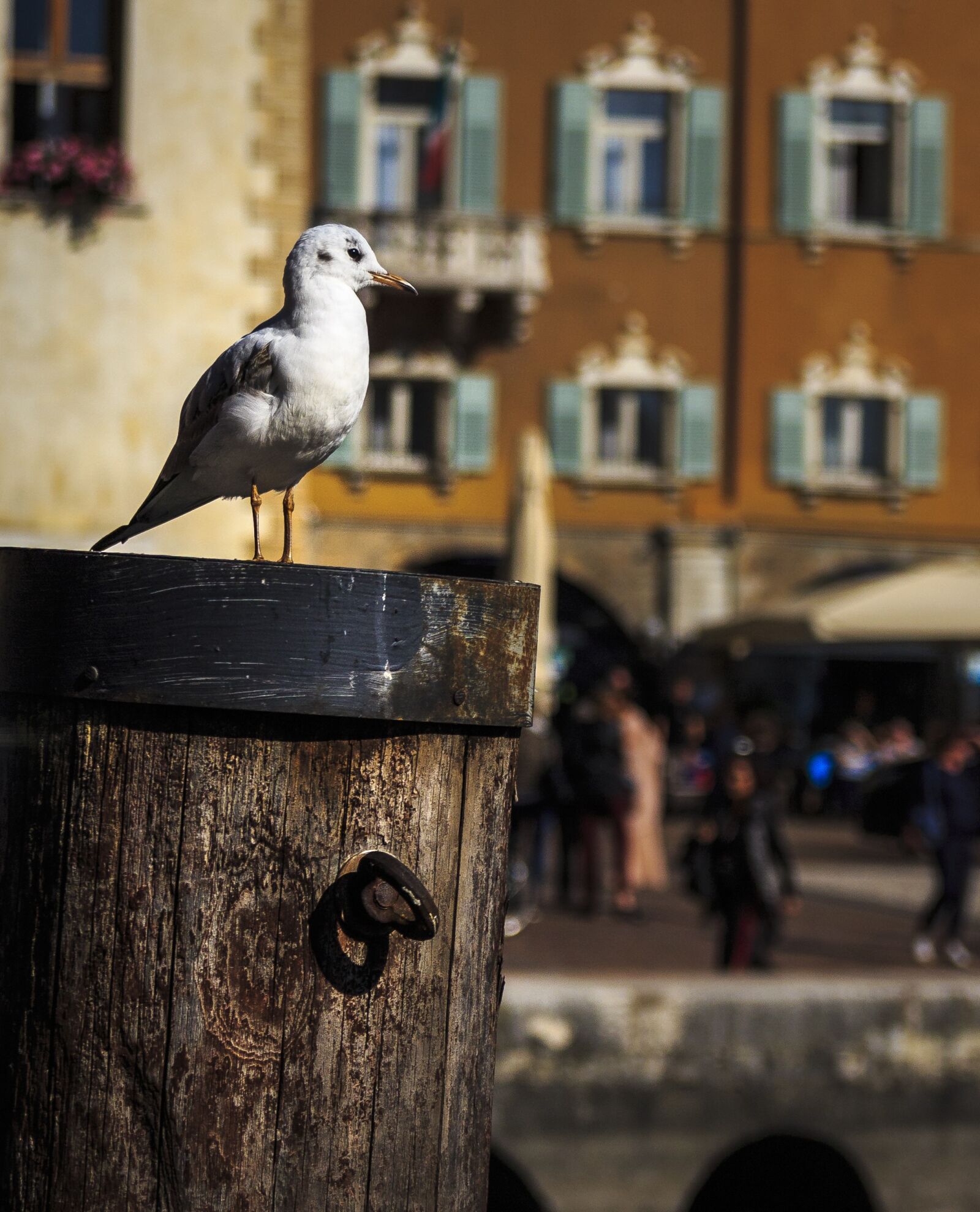 Canon EOS 650D (EOS Rebel T4i / EOS Kiss X6i) sample photo. Seagull, seevogel, water bird photography